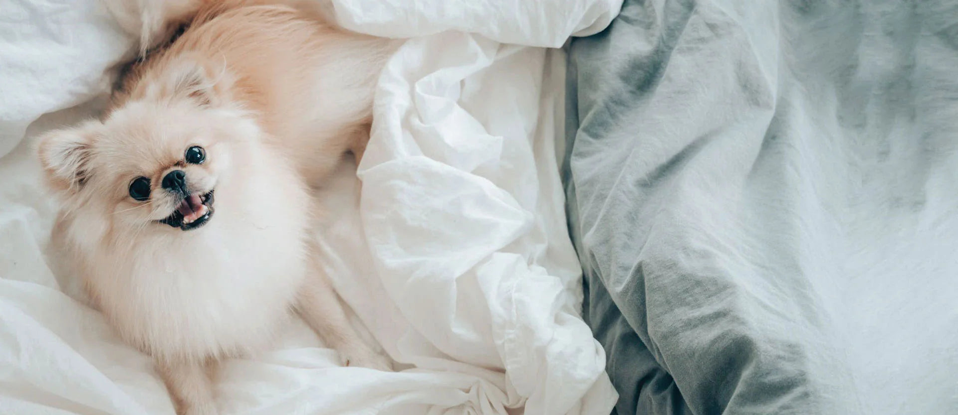 _img_banner